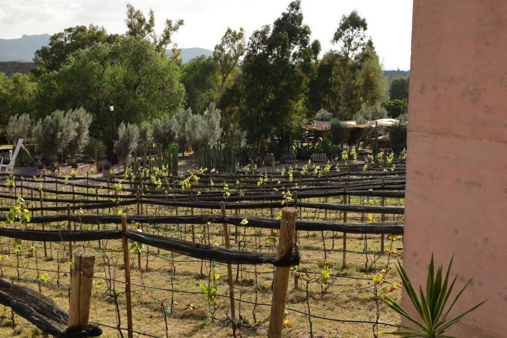 Viñedos Hotel Hacienda Lagunillas, Huimilpan Querétaro