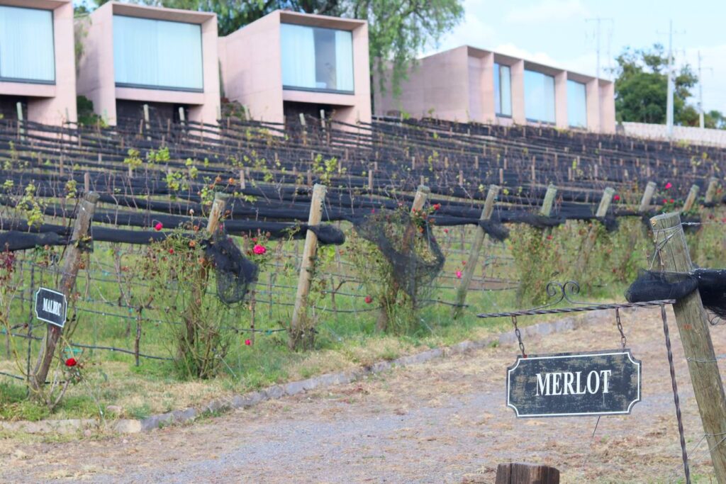 Viñedos Hotel Hacienda Lagunillas, Huimilpan Querétaro