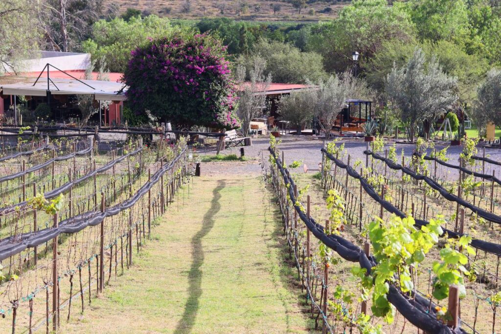 Viñedos Hotel Hacienda Lagunillas, Huimilpan Querétaro